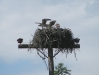 osprey nests everywhere