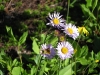wild flowers on Mt. Revelstoke