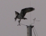 Osprey from Barb\'s back window