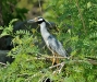 Crested Heron from \'zug55\'