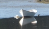 D&D\'s neighbor\'s boat at low tide