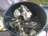Steamed Ipswich clams - the best but limited availability