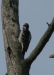 Woodpecker - looks like our Gila Woodpecker in AZ