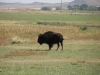 A buffalo ranch on the way to the natural bridge
