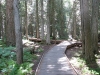 Path on Avalanche Creek trail